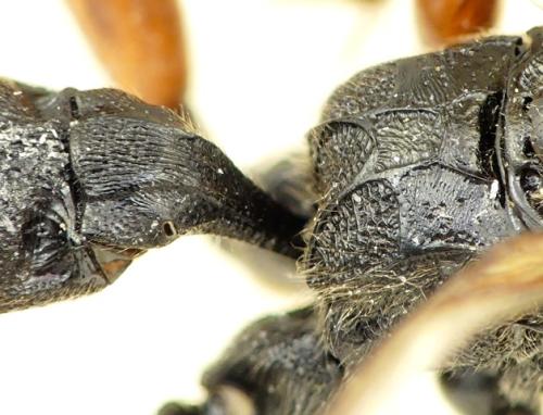 Réf. 302 452 : Coelichneumon validus